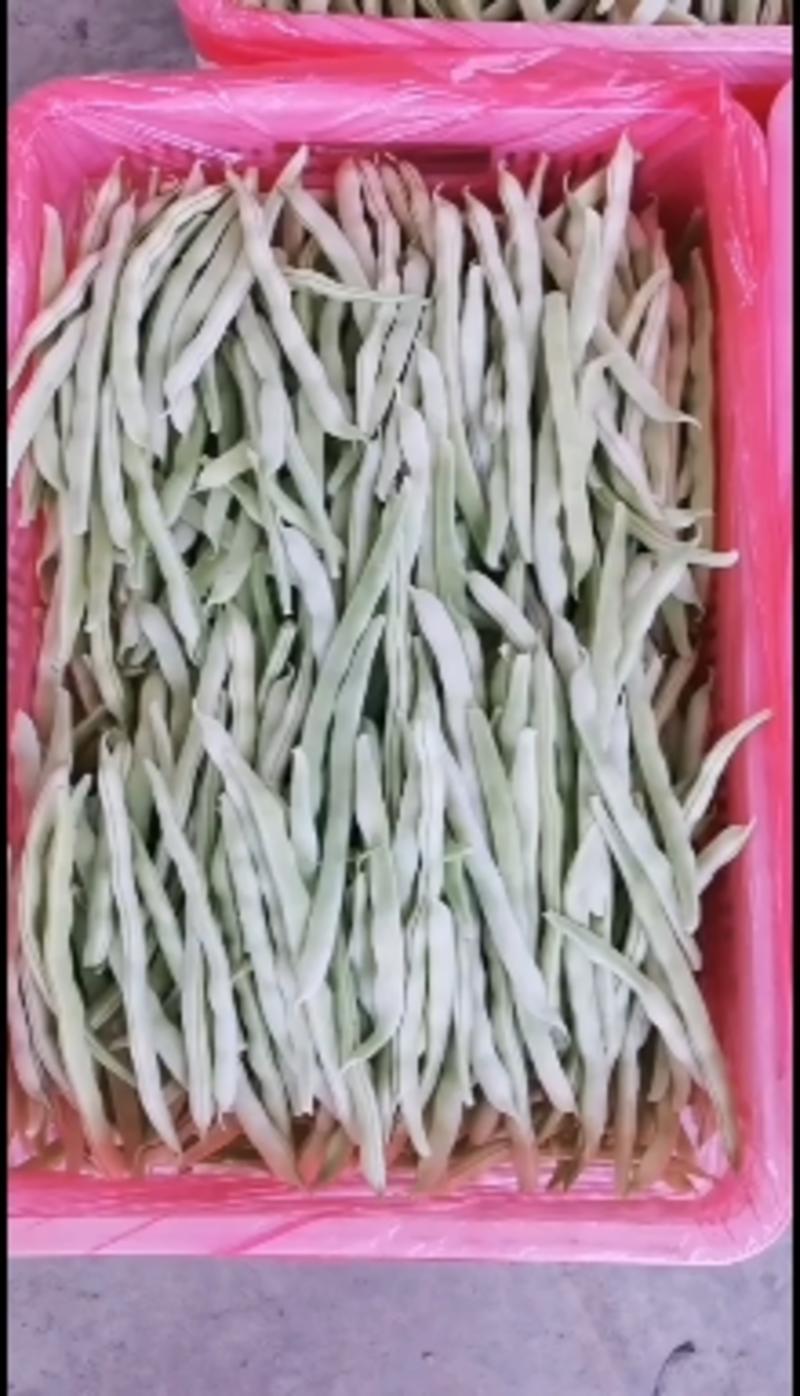 河南精品白不老豆角上市中产地直供一手货源全国发货