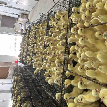 大品种鹅苗，有纯公鹅厂及直销品质保证对接各类客户
