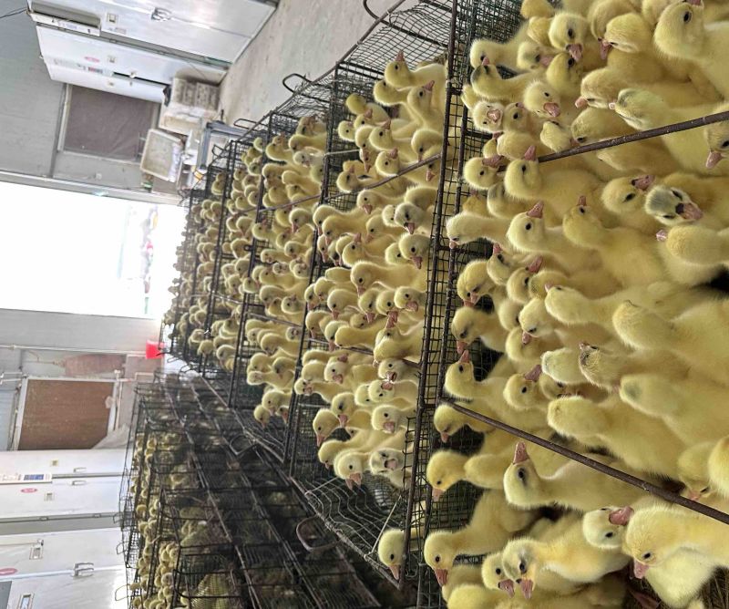 大品种鹅苗，有纯公鹅厂及直销品质保证对接各类客户