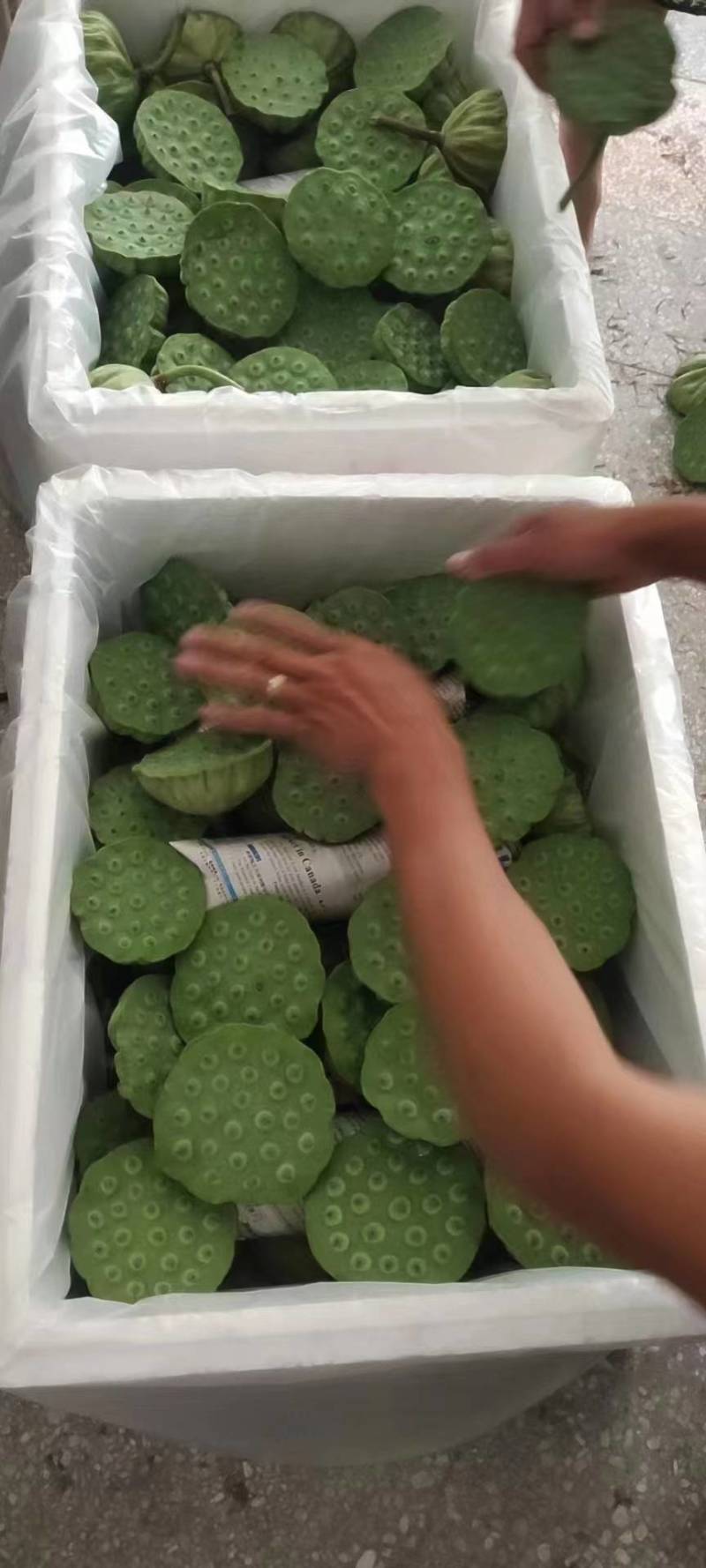 海南嫩莲蓬青莲蓬基地大量供应全国各地直供
