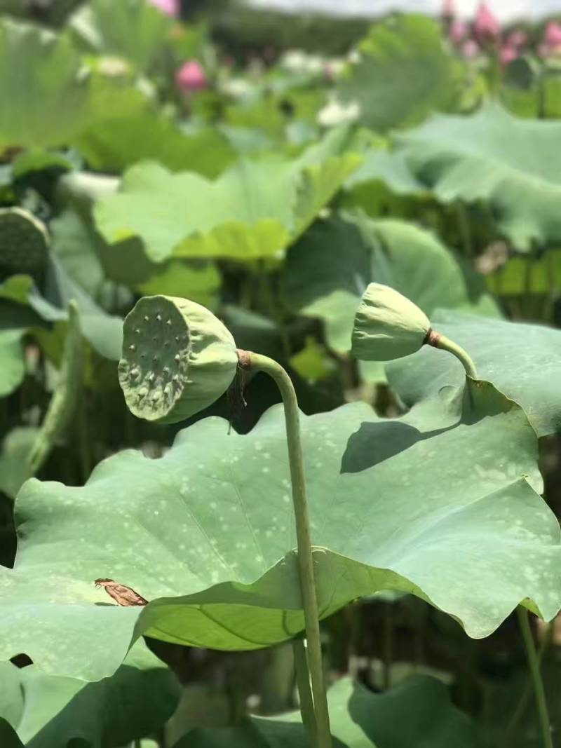 海南嫩莲蓬青莲蓬基地大量供应全国各地直供