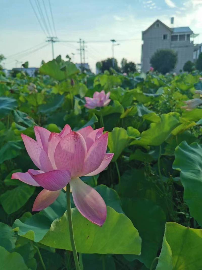 海南嫩莲蓬青莲蓬基地大量供应全国各地直供