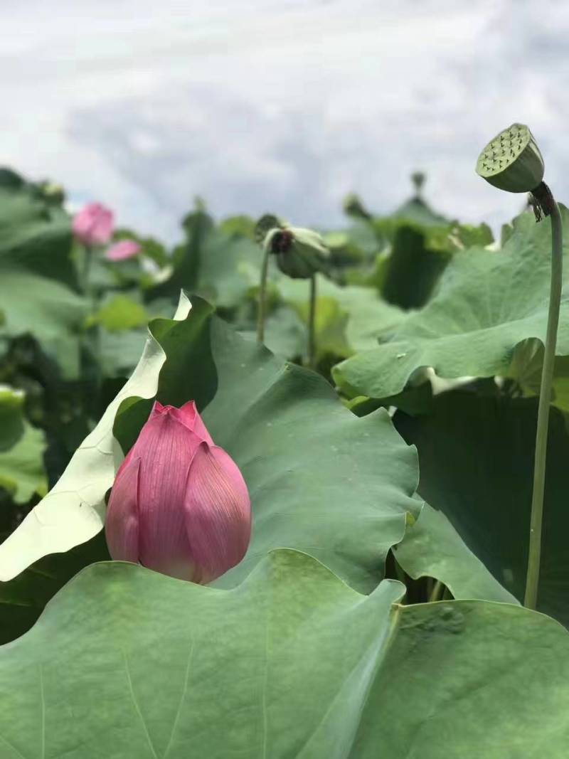 海南莲蓬供应基地直发嫩莲蓬青莲蓬大量供应