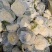 白面青梗松花菜2~3斤散花乳白，山东临沂产地直销