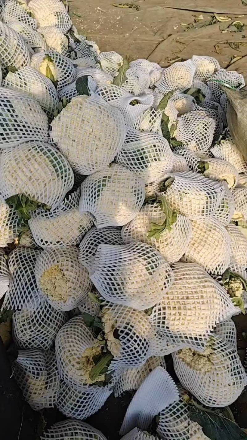 白面青梗松花菜2~3斤散花乳白，山东临沂产地直销