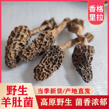 云南特产香格里拉黑脉野生羊肚菌煲汤食材野生菌新货产地直发