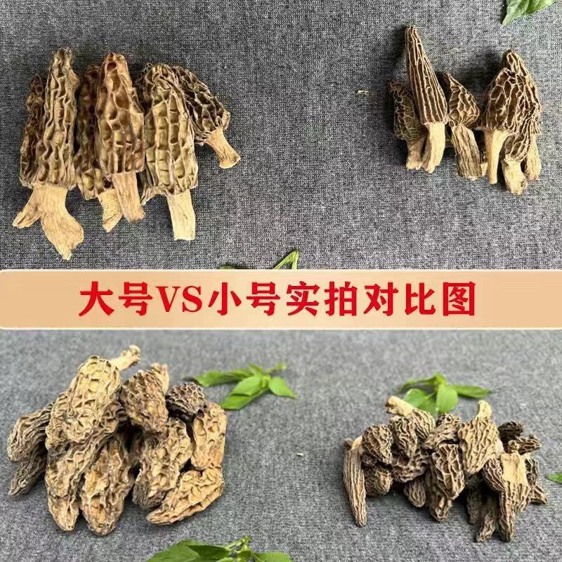 云南特产香格里拉黑脉野生羊肚菌煲汤食材野生菌新货产地直发