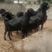 黑山羊羊羔纯种努比亚黑山羊母羊种公羊货到付款包成活健康羊