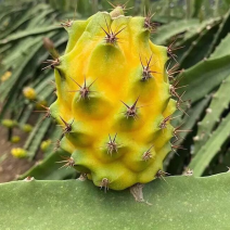 燕窝火龙果，明天开摘