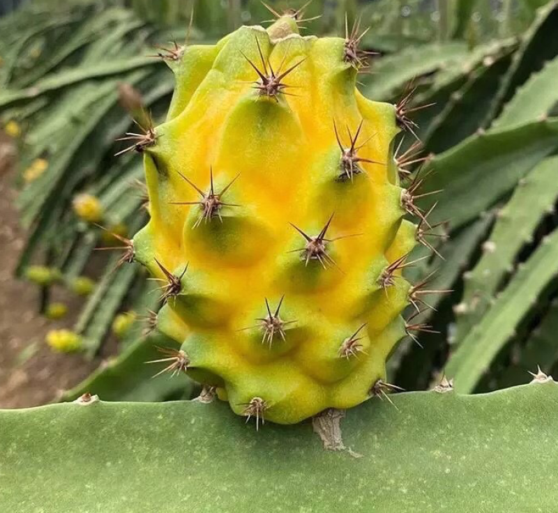 燕窝火龙果，明天开摘