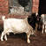 纯种波尔山羊羊羔怀孕母羊基础母羊种公羊羊苗包成活健康羊羔