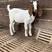 纯种波尔山羊羊羔怀孕母羊基础母羊种公羊羊苗包成活健康羊羔
