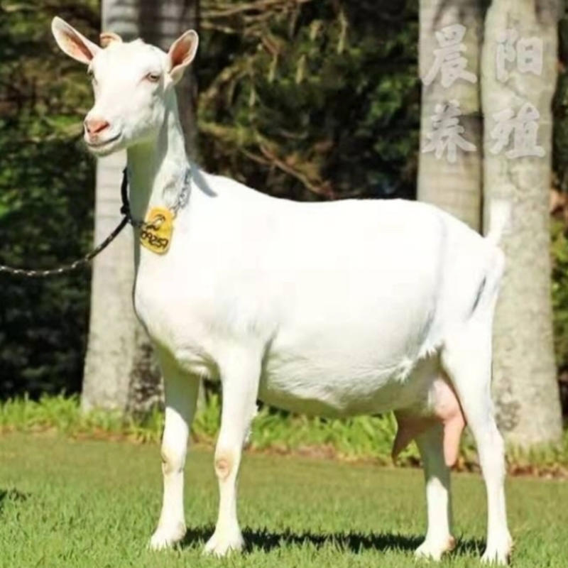 纯种萨能奶山羊一天产奶12斤左右羊羔怀孕母羊种公羊包成活