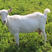 纯种萨能奶山羊一天产奶12斤左右羊羔怀孕母羊种公羊包成活