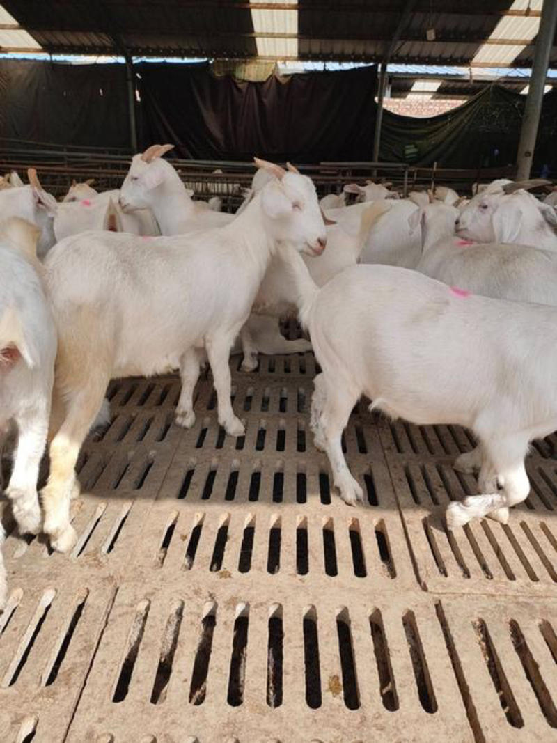 白山羊纯种美国白山羊羊羔怀孕母羊羊苗种公羊包成活健康货到