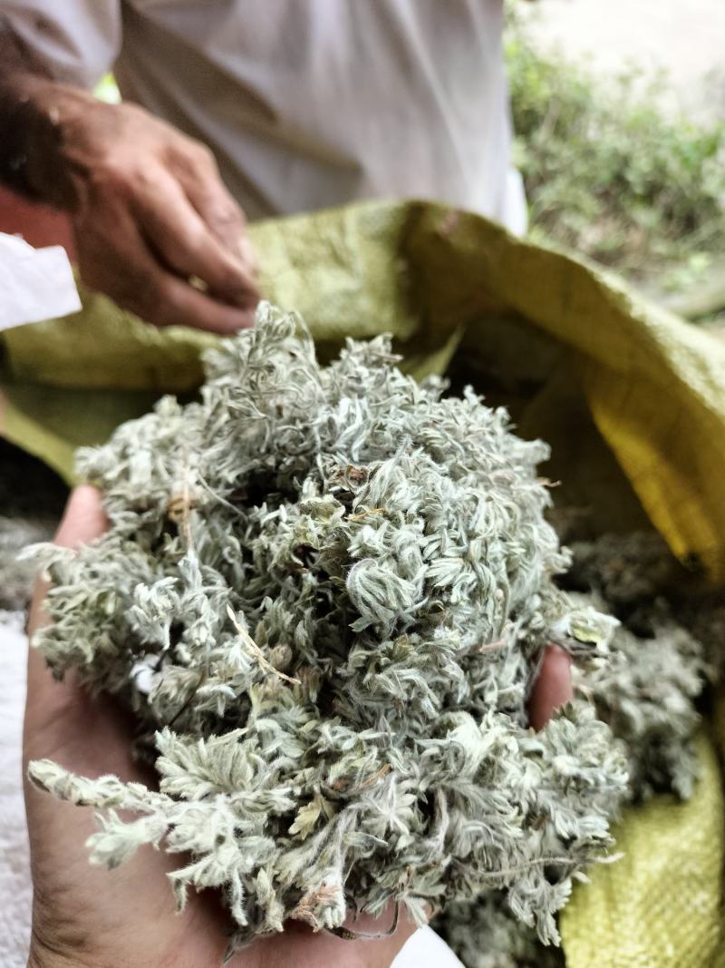 茵陈，2026年新货，人工手选，无杂质，干净。包邮