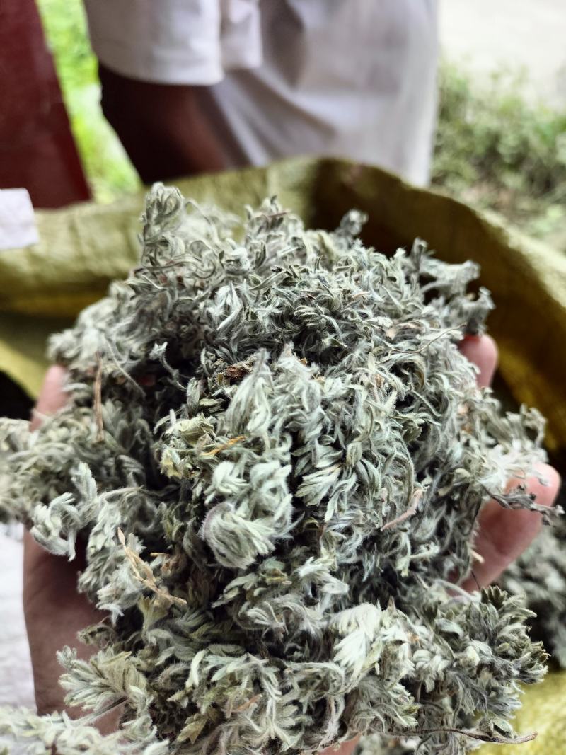 茵陈，2026年新货，人工手选，无杂质，干净。包邮
