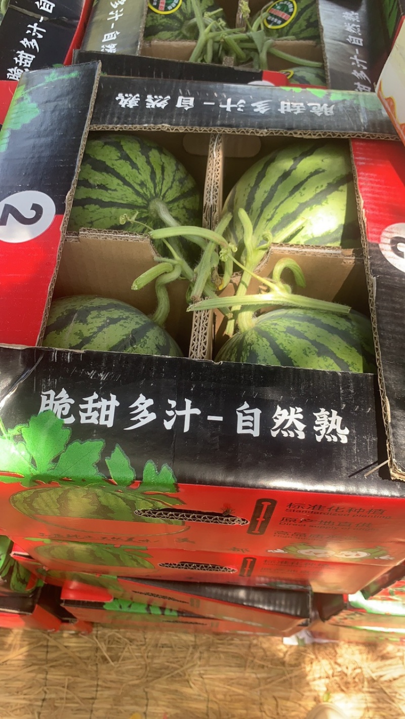 万亩大棚美都8424嘉年华711基地直发无中间环节
