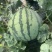 万亩大棚美都8424嘉年华711基地直发无中间环节