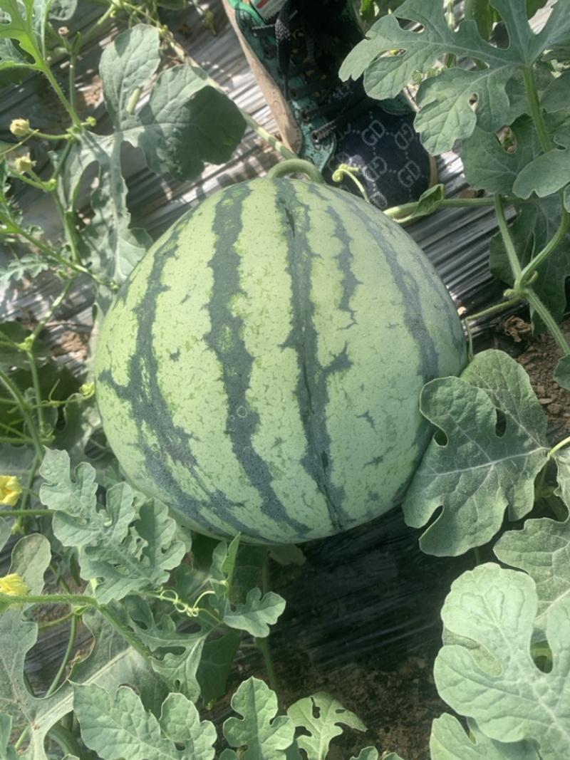 万亩大棚美都8424嘉年华711基地直发无中间环节