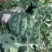 万亩大棚美都8424嘉年华711基地直发无中间环节