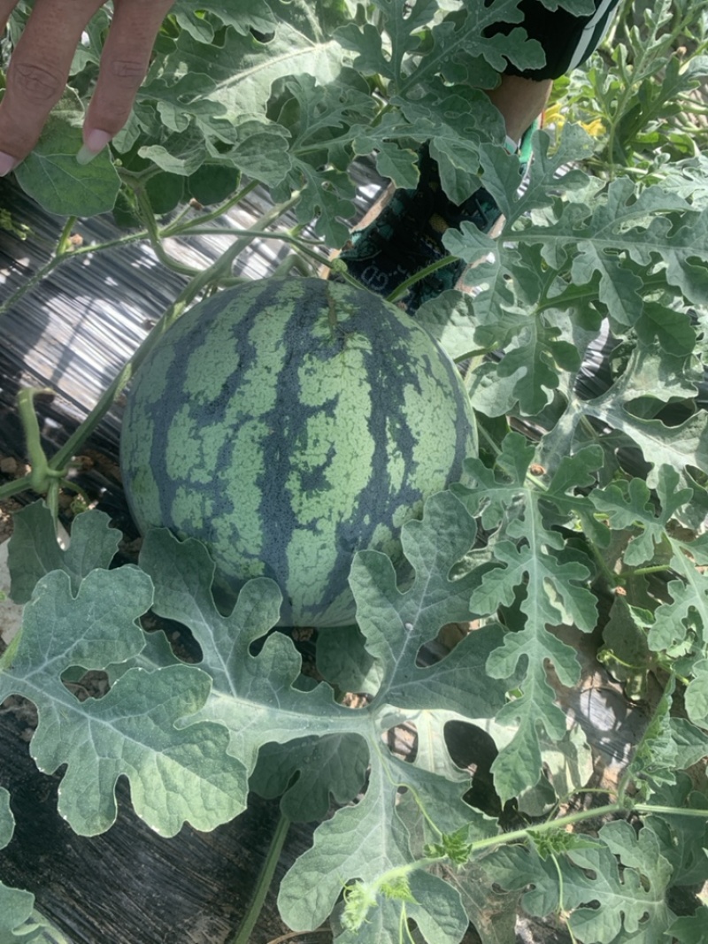 万亩大棚美都8424嘉年华711基地直发无中间环节