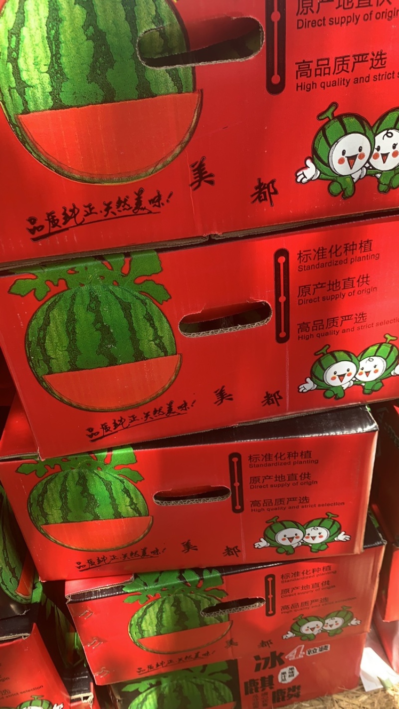 万亩大棚美都8424嘉年华711基地直发无中间环节