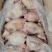 二级三黄鸡