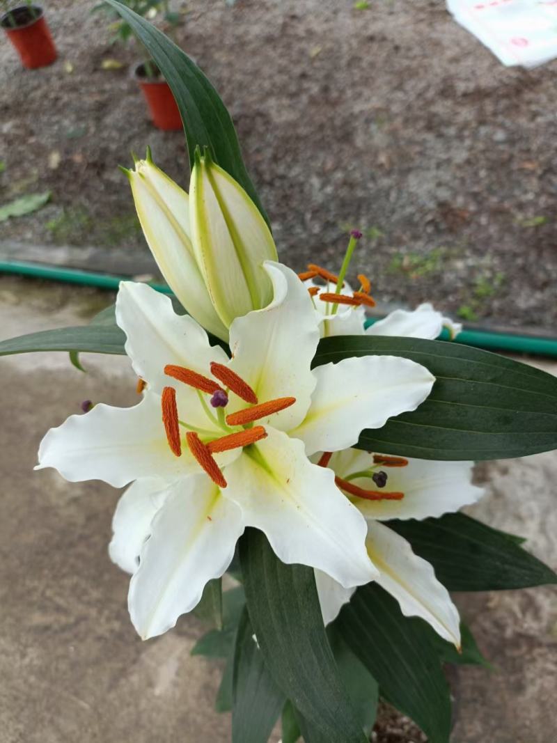 百合香水百合清香淡雅，可做鲜切花伟荣花卉苗木基地