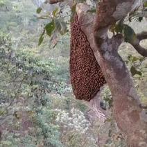 云南西双版纳深山里的野生大挂蜂蜂蜜百花蜜