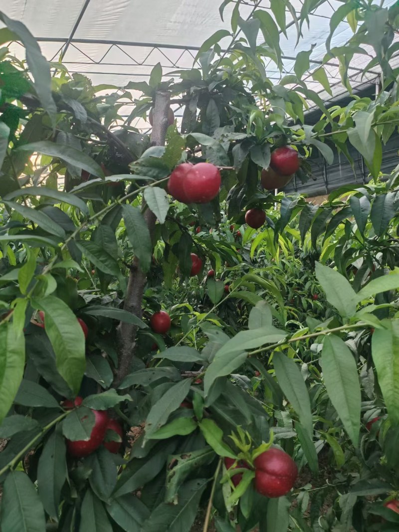 【桃】中油18现摘先发可视频看货长期供应各大市场