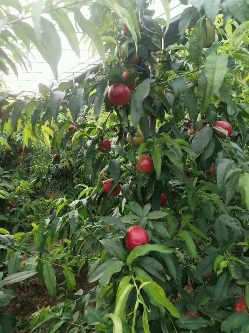 【桃】中油18现摘先发可视频看货长期供应各大市场