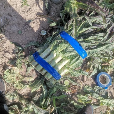红叶香莴苣