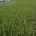 金叶石菖蒲耐寒常绿草本植物地被草坪伟荣花卉