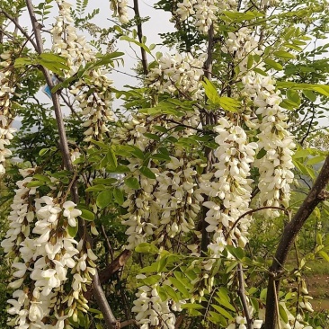 洋槐花甘肃陇南新鲜野生农家采摘洋槐花