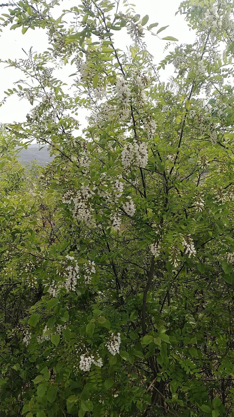 洋槐花甘肃陇南新鲜野生农家采摘洋槐花