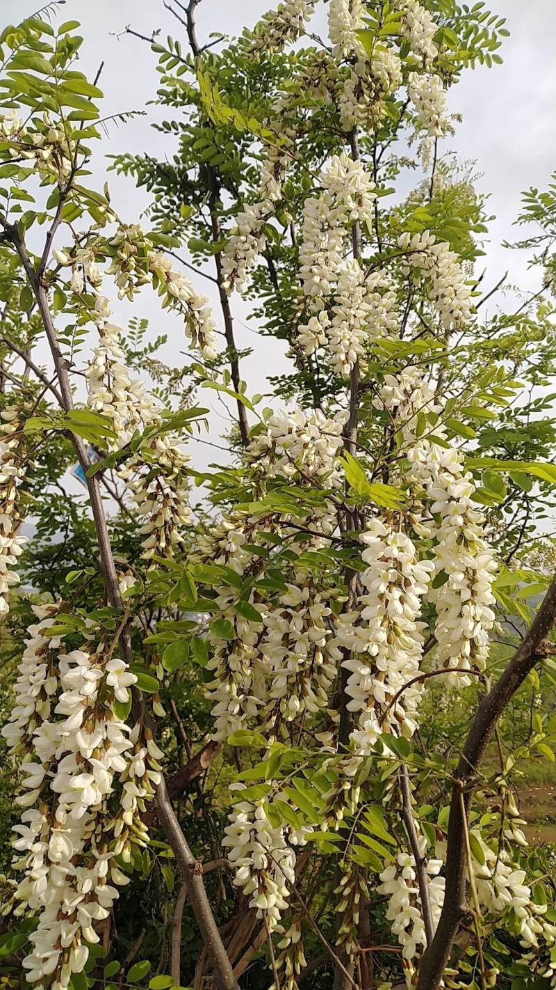 洋槐花甘肃陇南新鲜野生农家采摘洋槐花