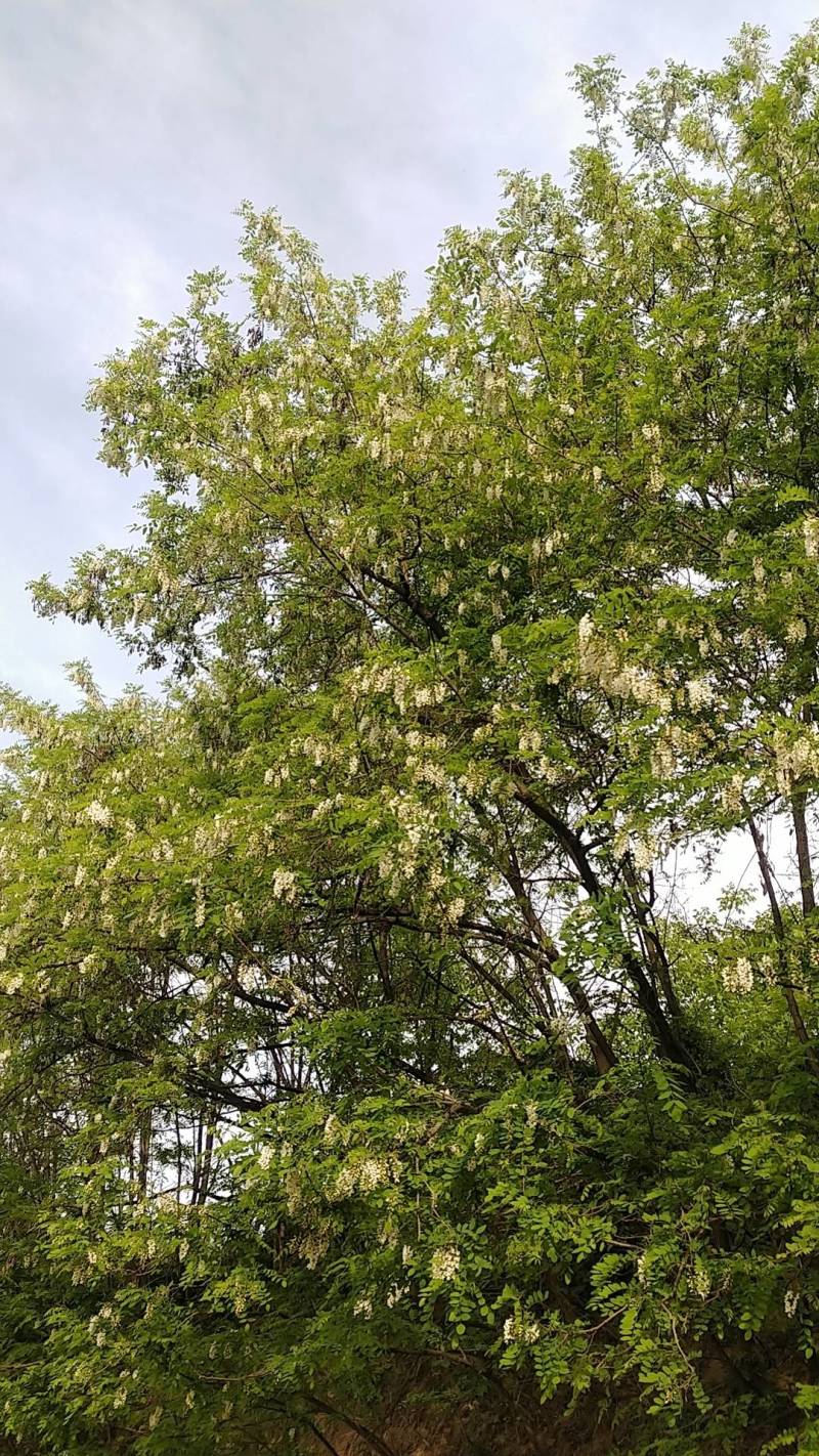 洋槐花甘肃陇南新鲜野生农家采摘洋槐花