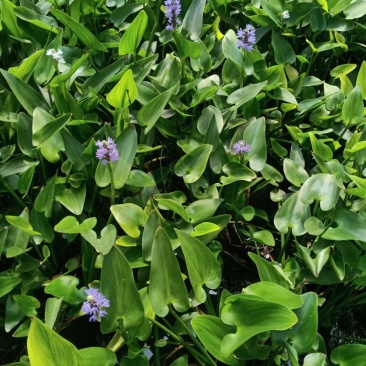 梭鱼草水生植物花期长再力花香蒲荷花睡莲旱伞