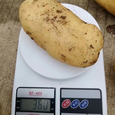 林森土豆