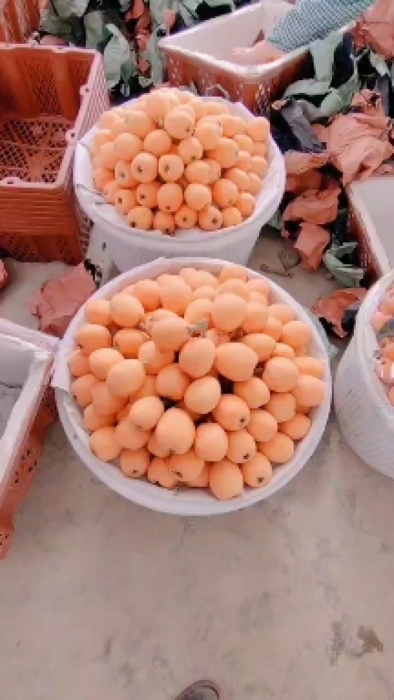 大五星枇杷