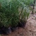 梭鱼草水生植物花期长再力花香蒲荷花睡莲旱伞