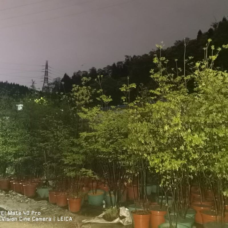 吊钟花