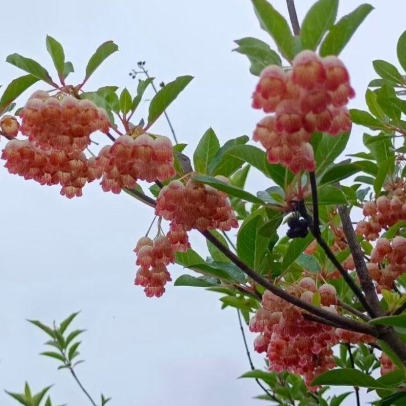 吊钟花
