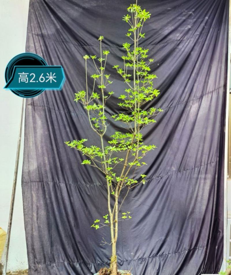 吊钟花