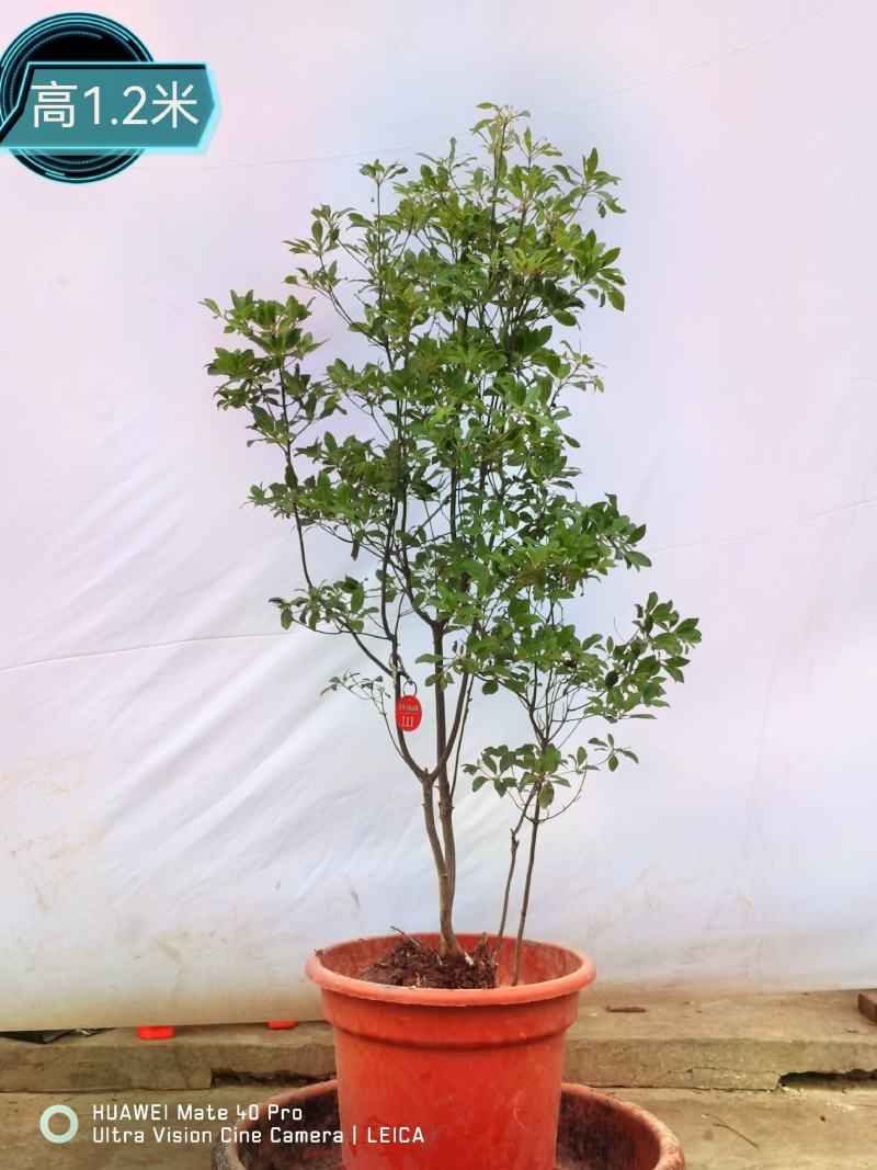 吊钟花