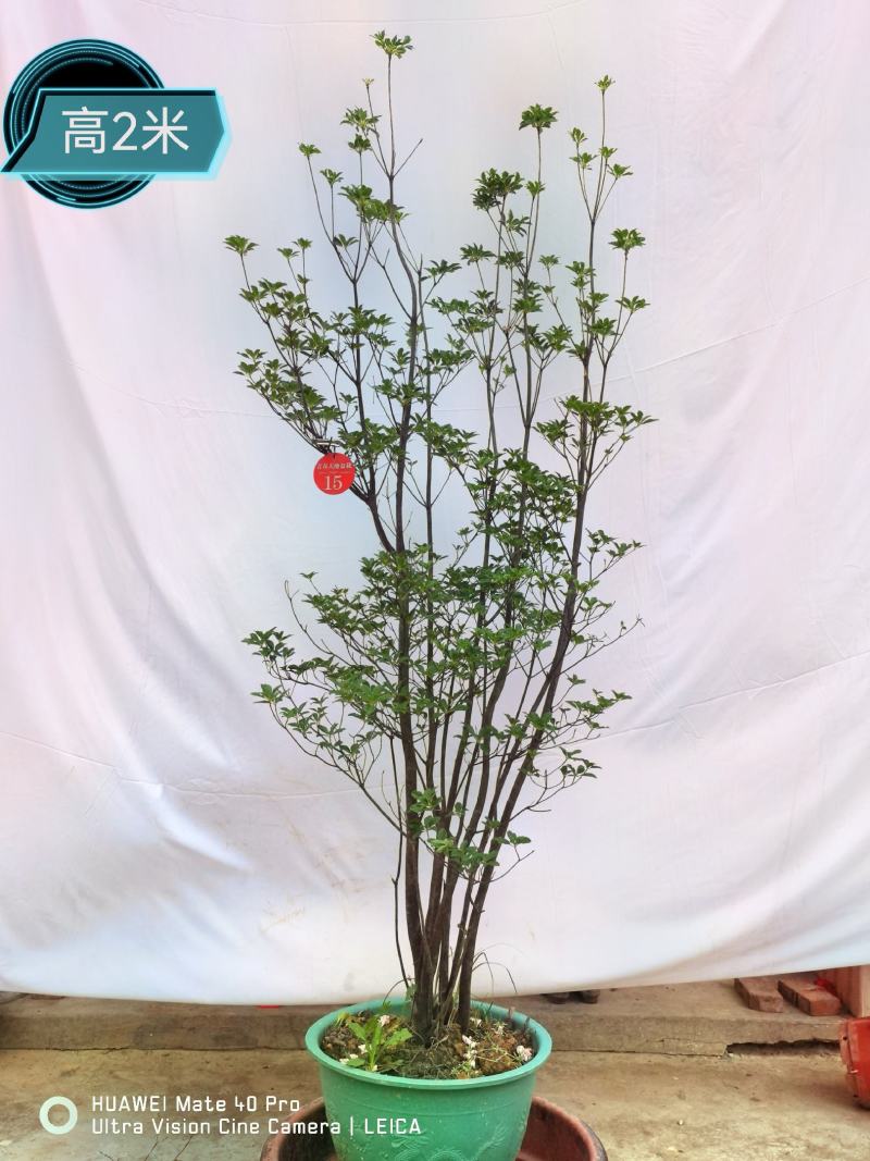 吊钟花