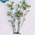 吊钟花