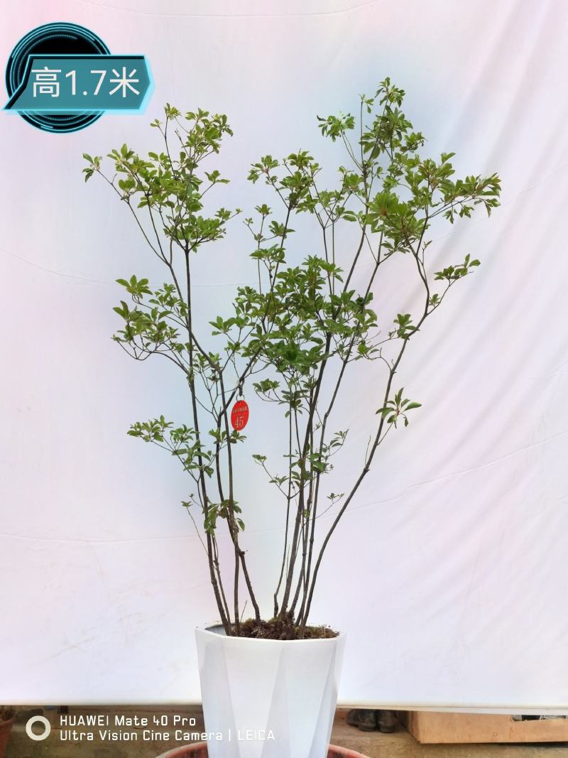 吊钟花