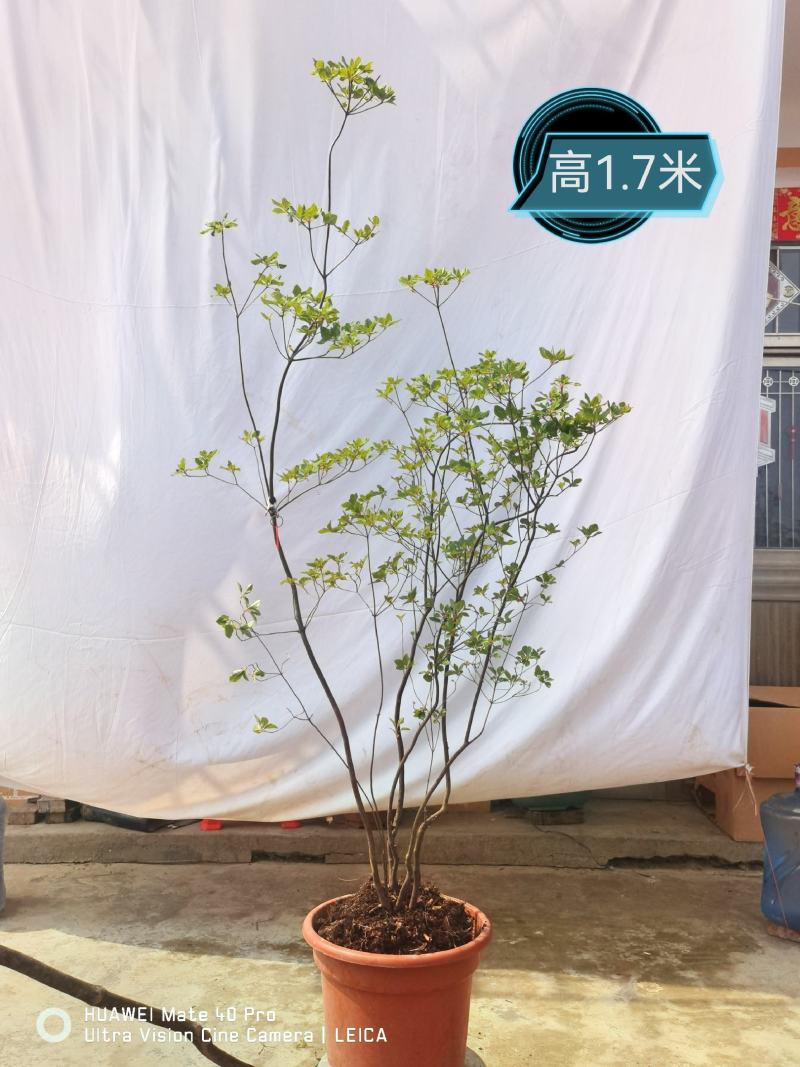 吊钟花